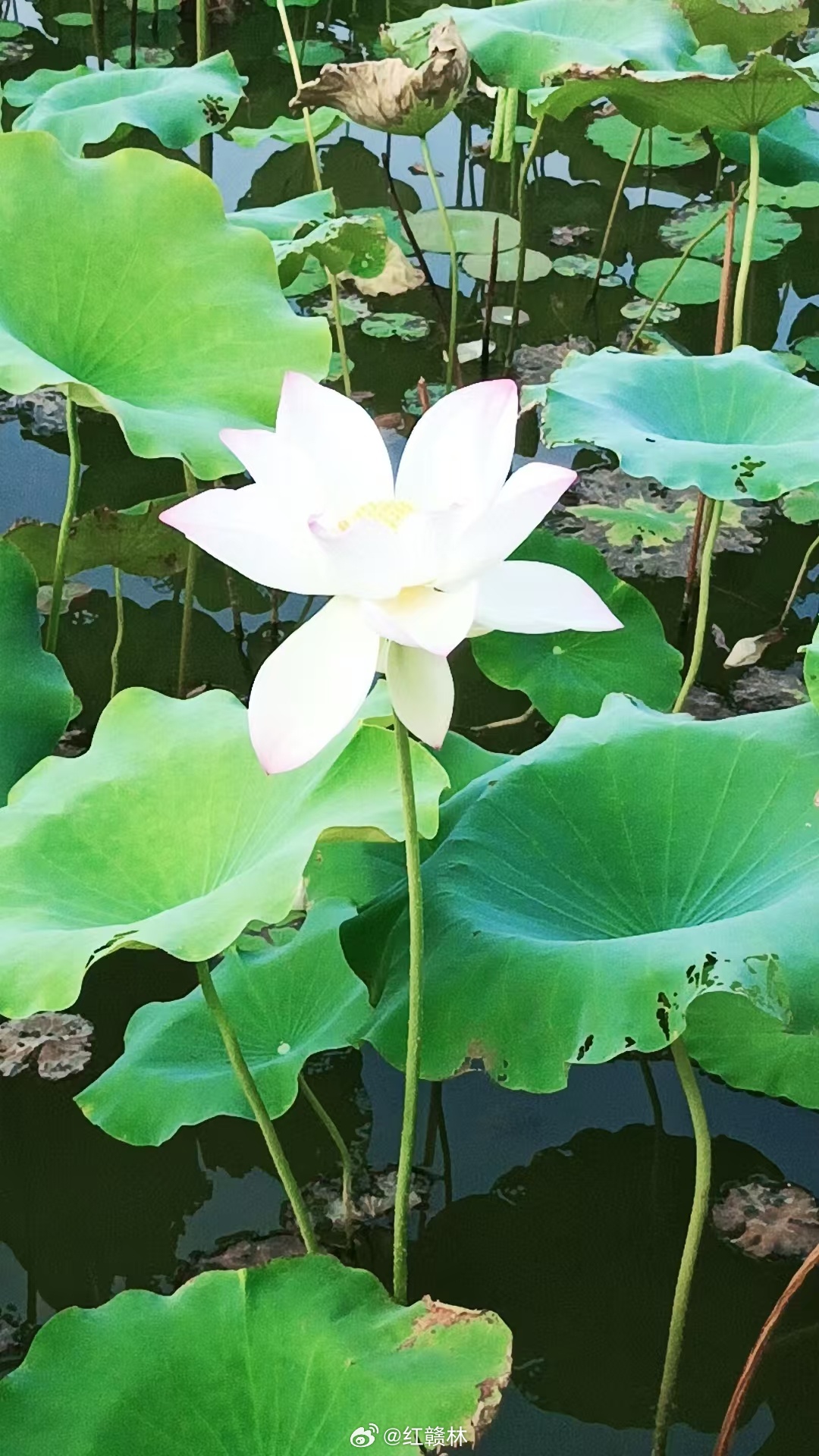 赣州早安 每个人都有烦躁低落的时候，但身边的人不该成为负面情绪的承接者。学会收敛