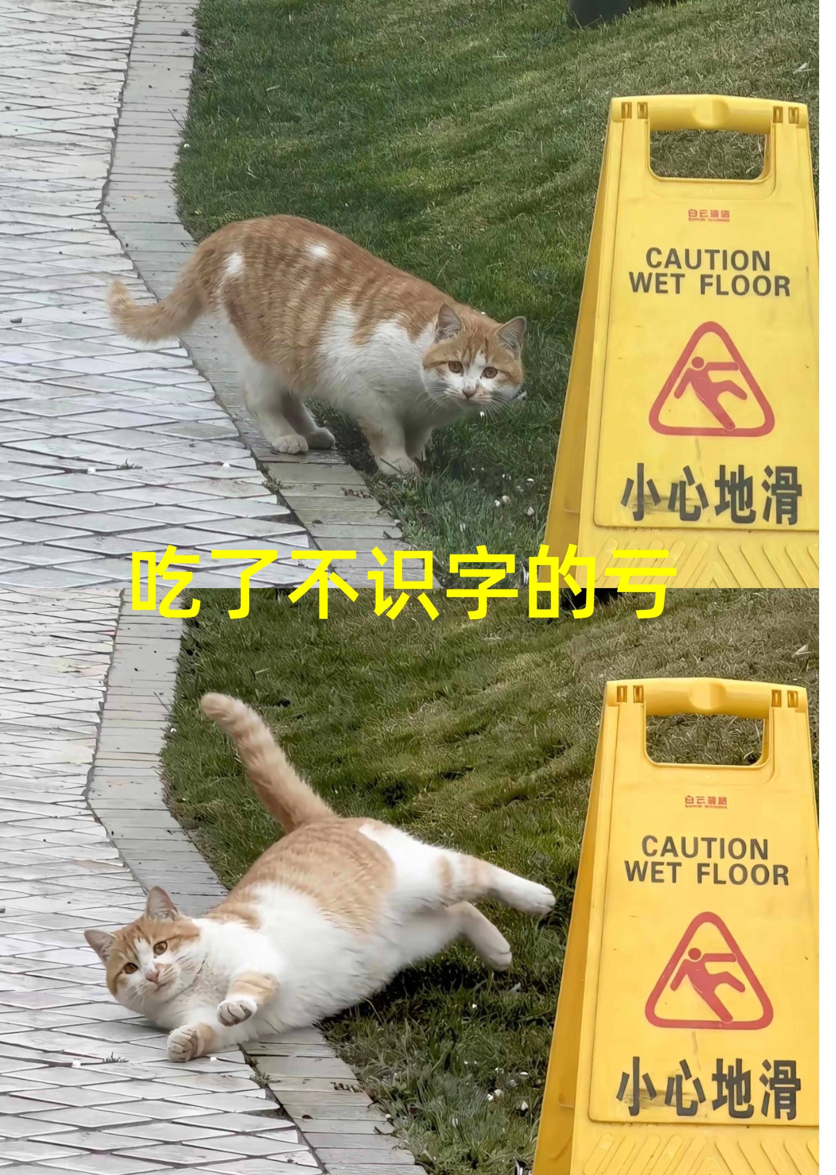 猫猫：吃了不识字的亏 