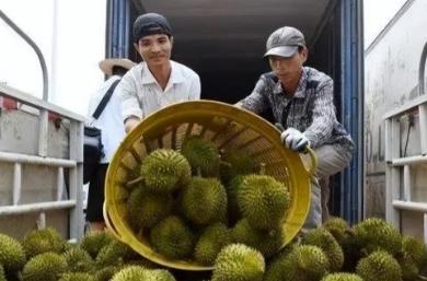 失去中国市场后，大量水果烂地里卖不出去，现在开始后悔得罪中国

越南就是被“两头