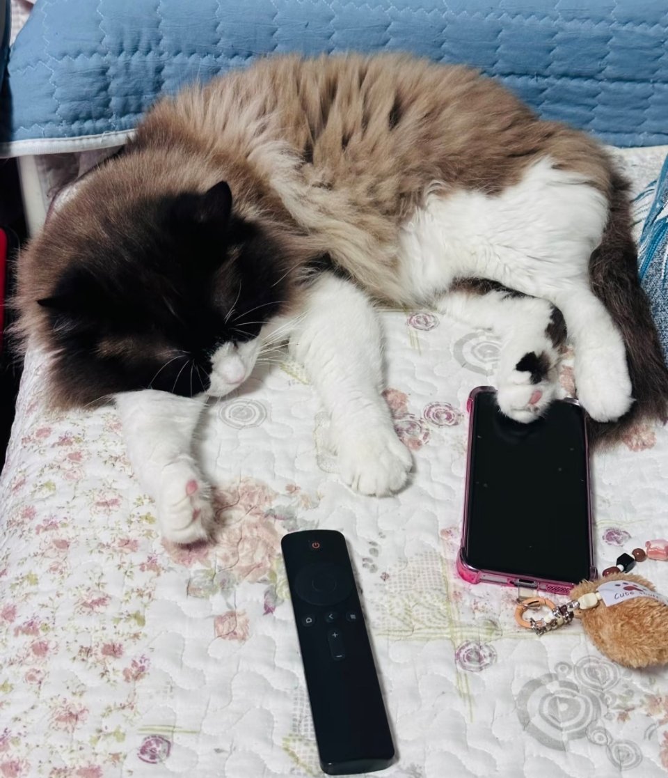 萌宠 吃饭，睡觉，气主人，完美猫生 