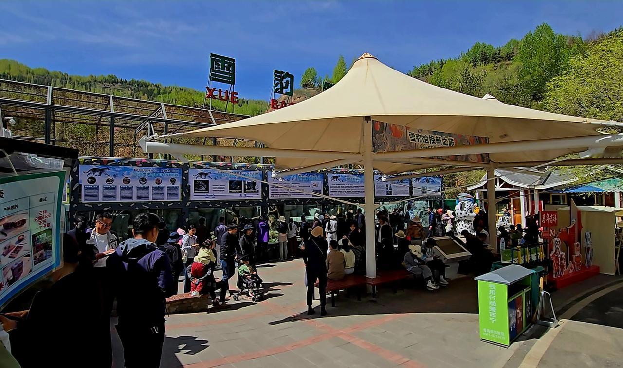 5月5日清晨，西宁野生动物园。在这个春末夏初的日子，我终于见到了那位撒娇卖萌的“