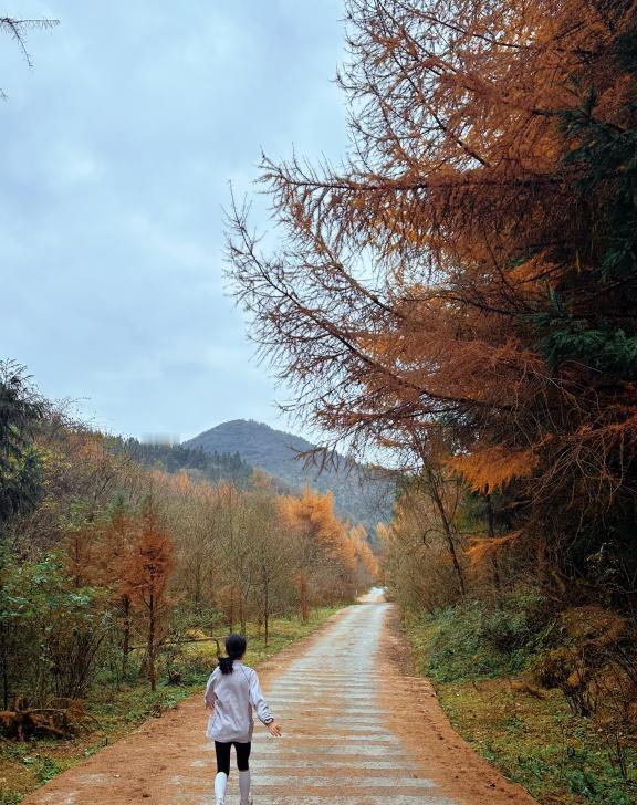 丰都·轿子山｜徒步绝了，重庆赏秋天花板
11月的轿子山把秋意拉满🌾
万亩落叶松
