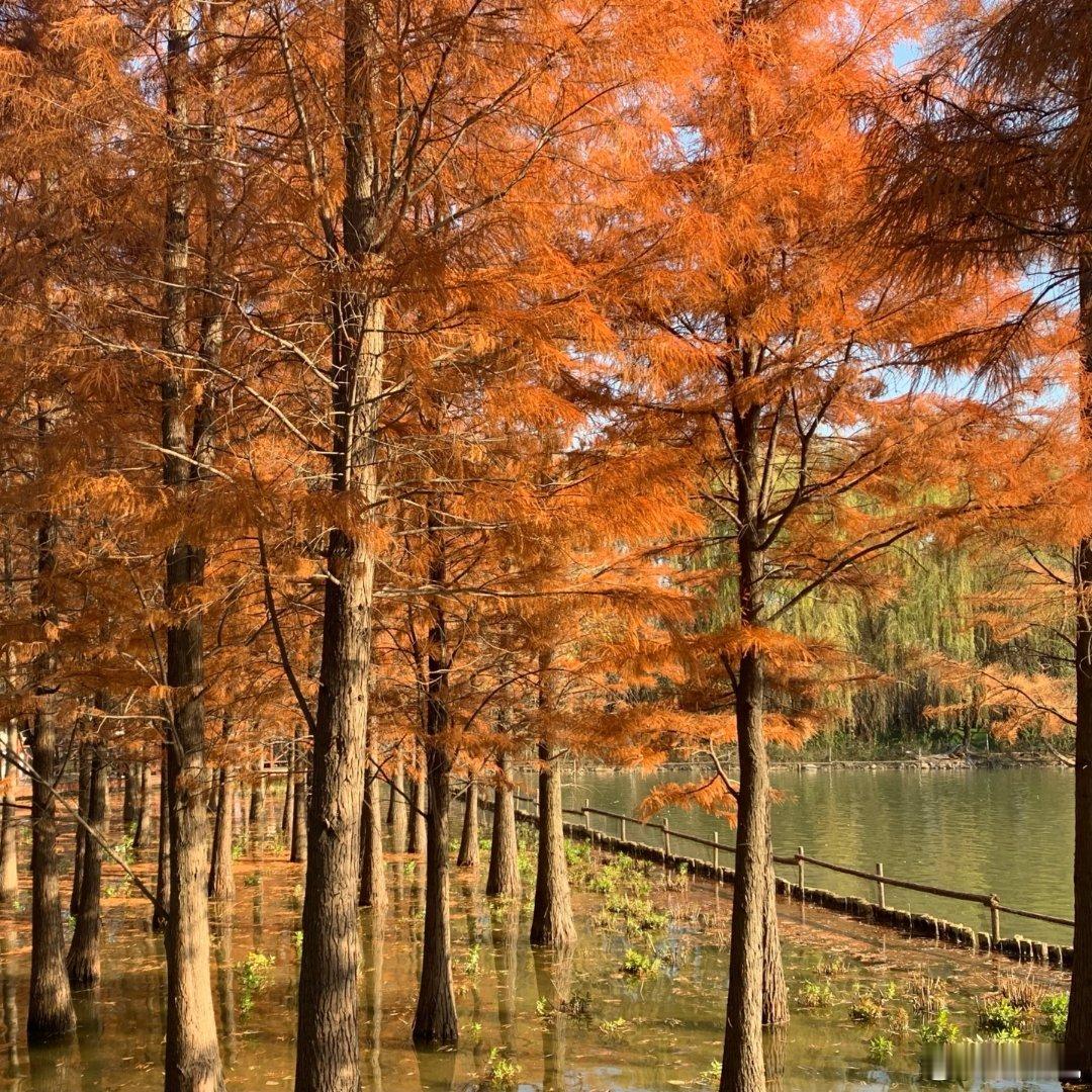 今年的秋天算是挺长的了虽然现在穿着薄棉袄但是依旧身轻如燕所以认定还是秋天人到中年