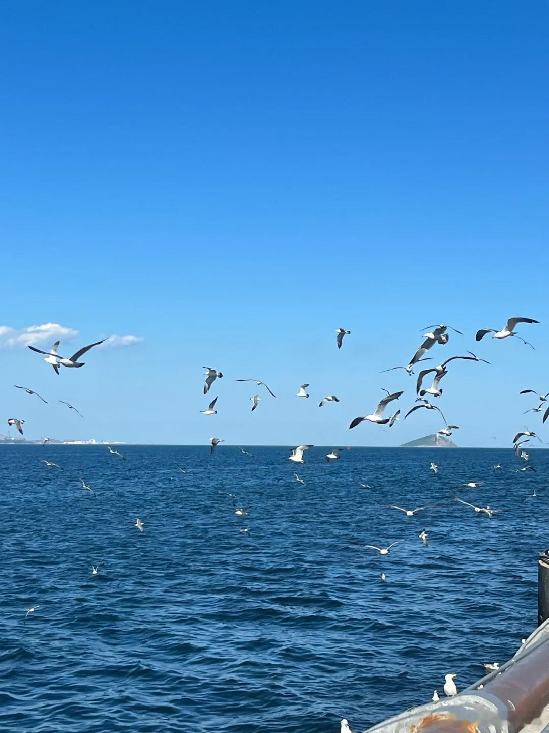 #大连为什么可以举办8届达沃斯#清凉的海风，湛蓝的天空，超级宜居，谁能不爱大连呢