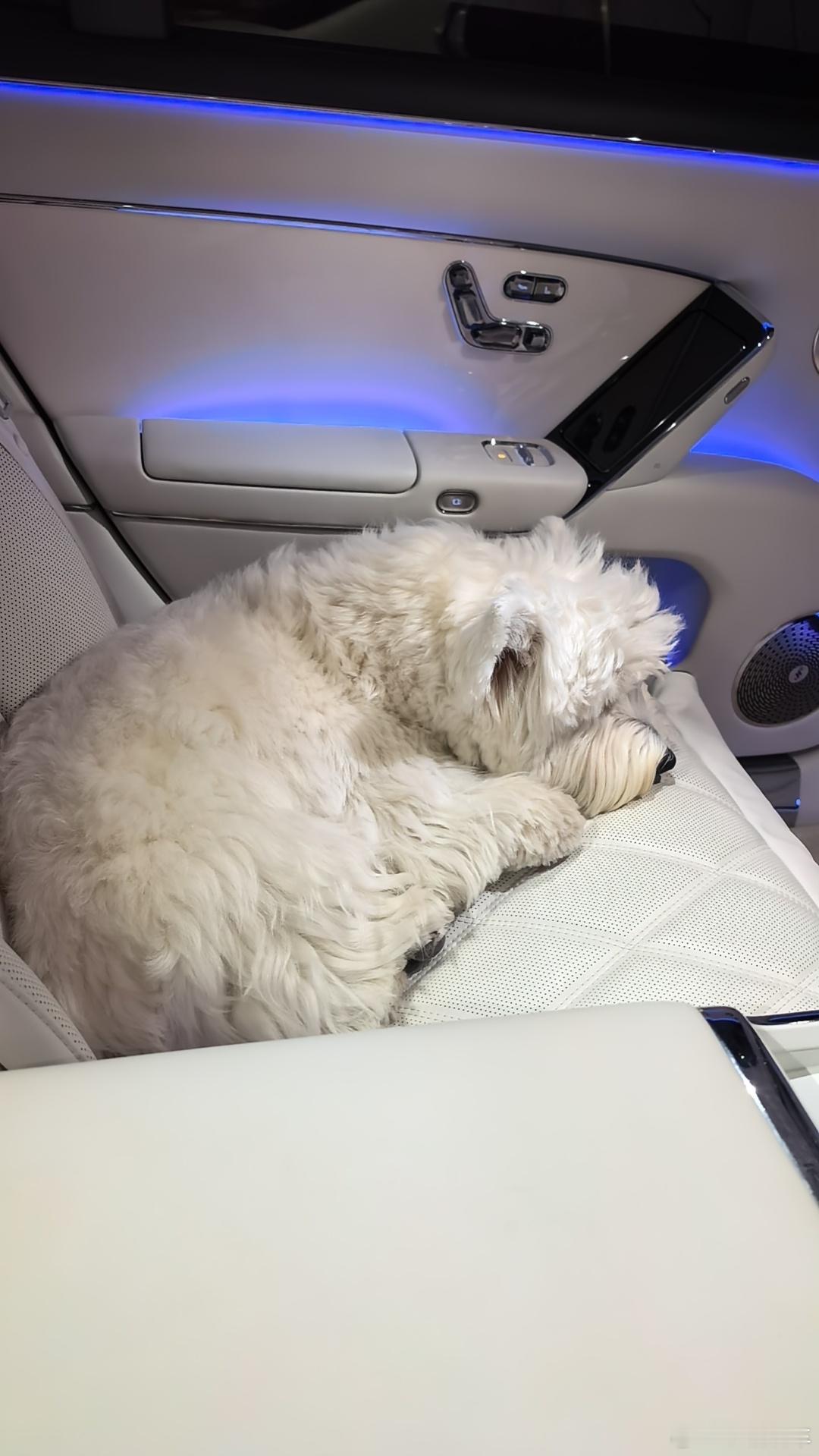 有财的精神头就那么一会上车就是睡 