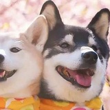 芝麻乖热品娱乐