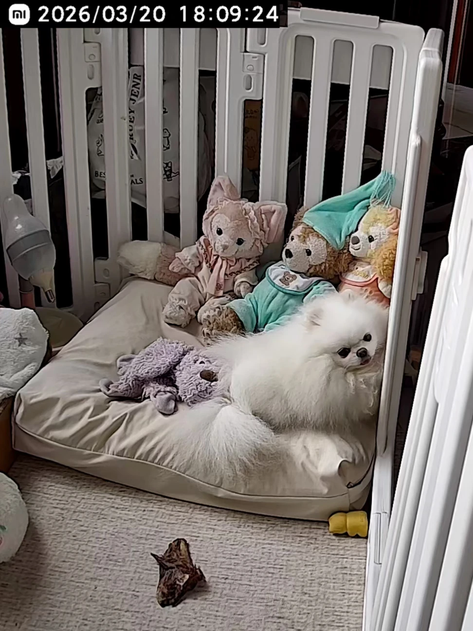 你不在家的时候你的小狗be like