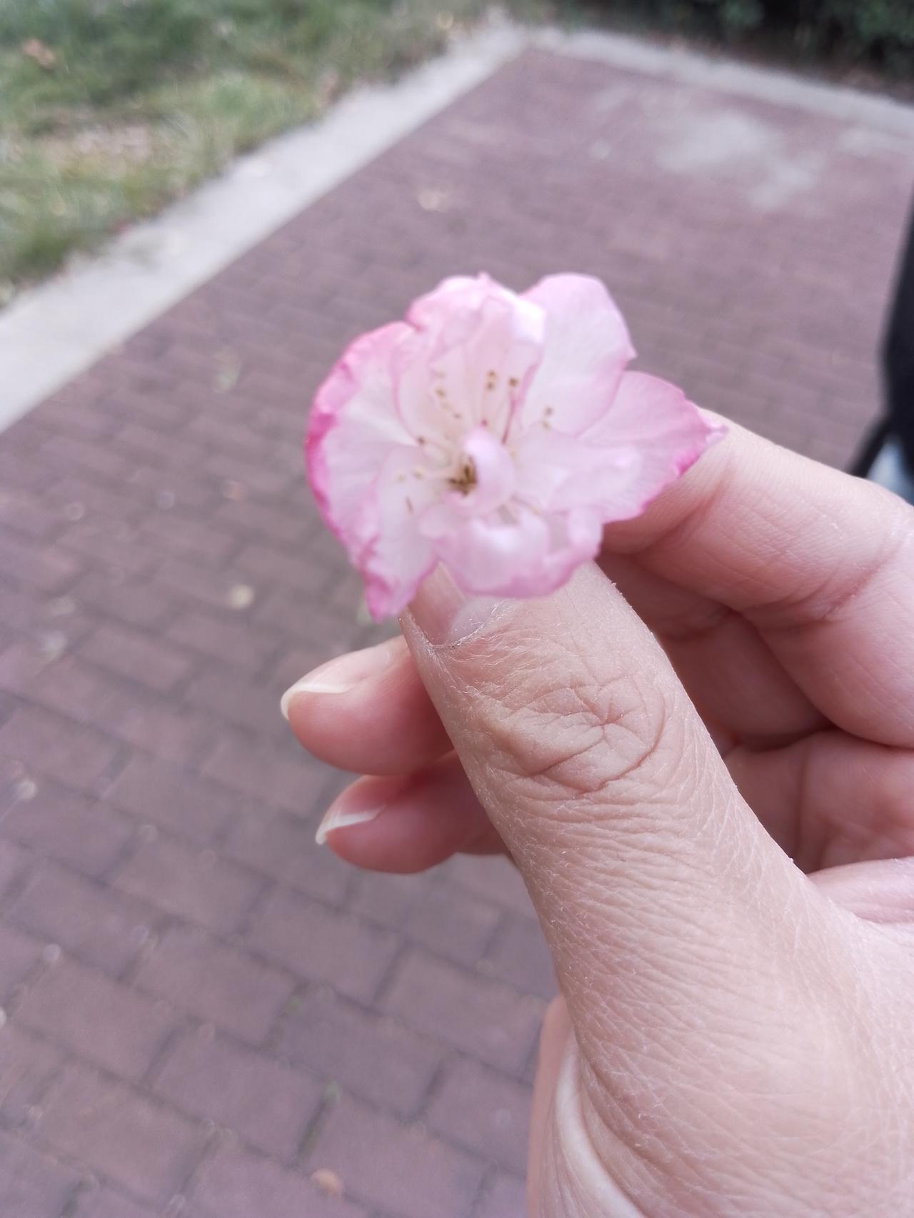 开错季节海棠！
湖南连日的晴好天气，让本应冬藏的海棠也不甘寂寞地盛开了一朵朵美丽