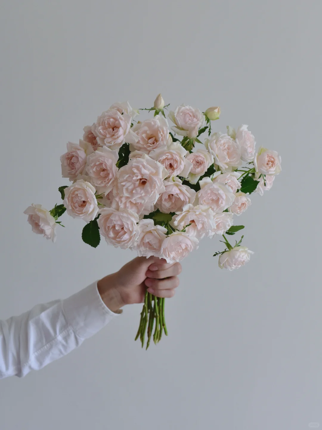 花栖玫瑰园·冰冠