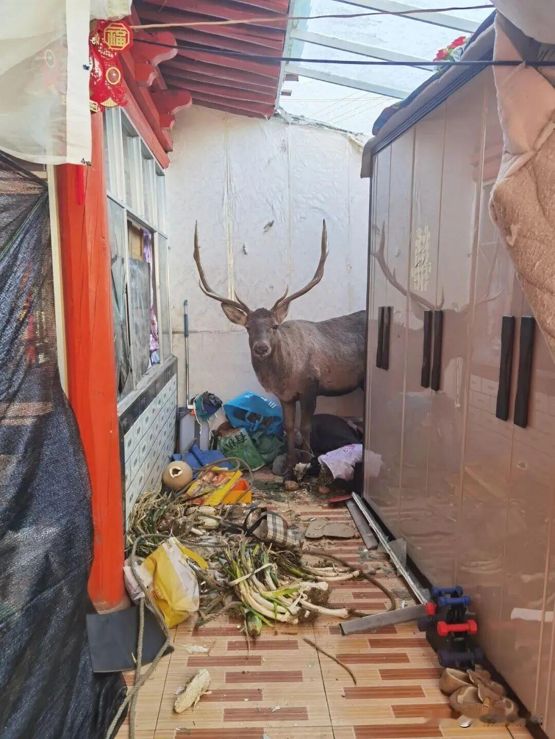 吓人！青海一村民家突然闯入“不速之客”，吹管麻醉瞬间化险为夷！ 

最近，互助县