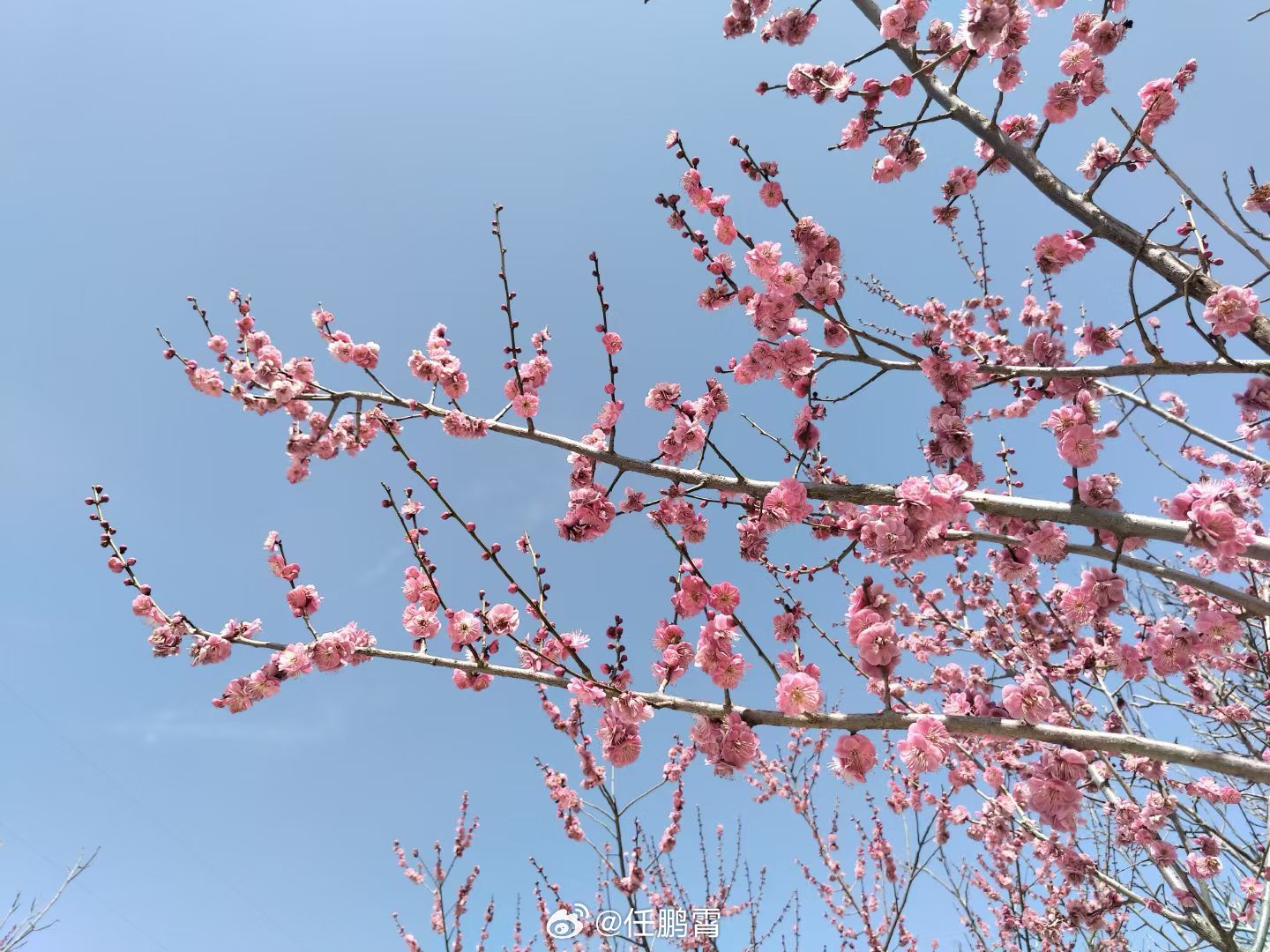 上海女子爬树压塌20年樱花树我实在不能理解，拍照非要爬树折枝？花没拍到，先丢了教