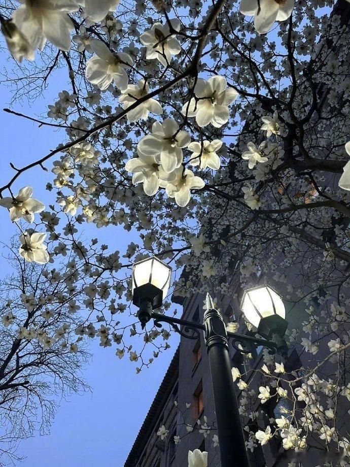 当花朵与天空碰撞🌸 ​​​