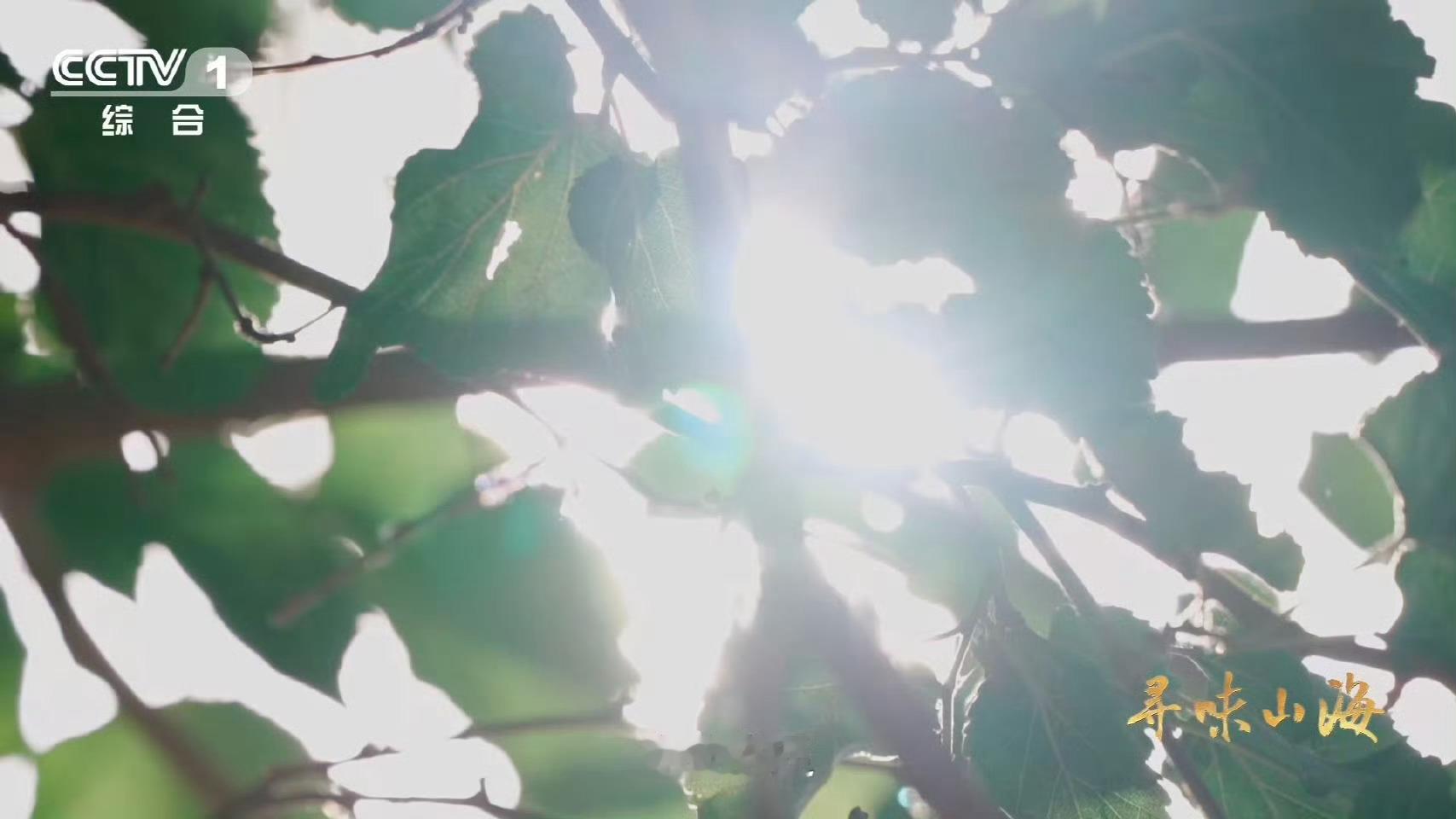 10颗葡萄干里9颗来自吐鲁番吐鲁番有500余种葡萄干这里独特的气候与土壤，孕育出