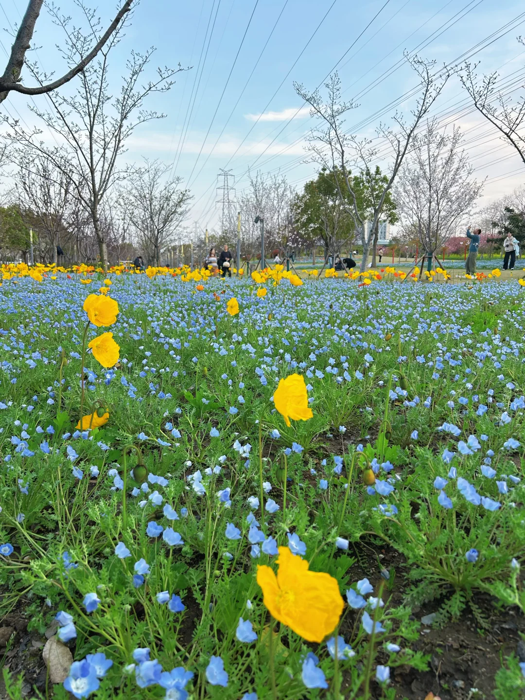 感谢纳税人，上海的春天美爆了