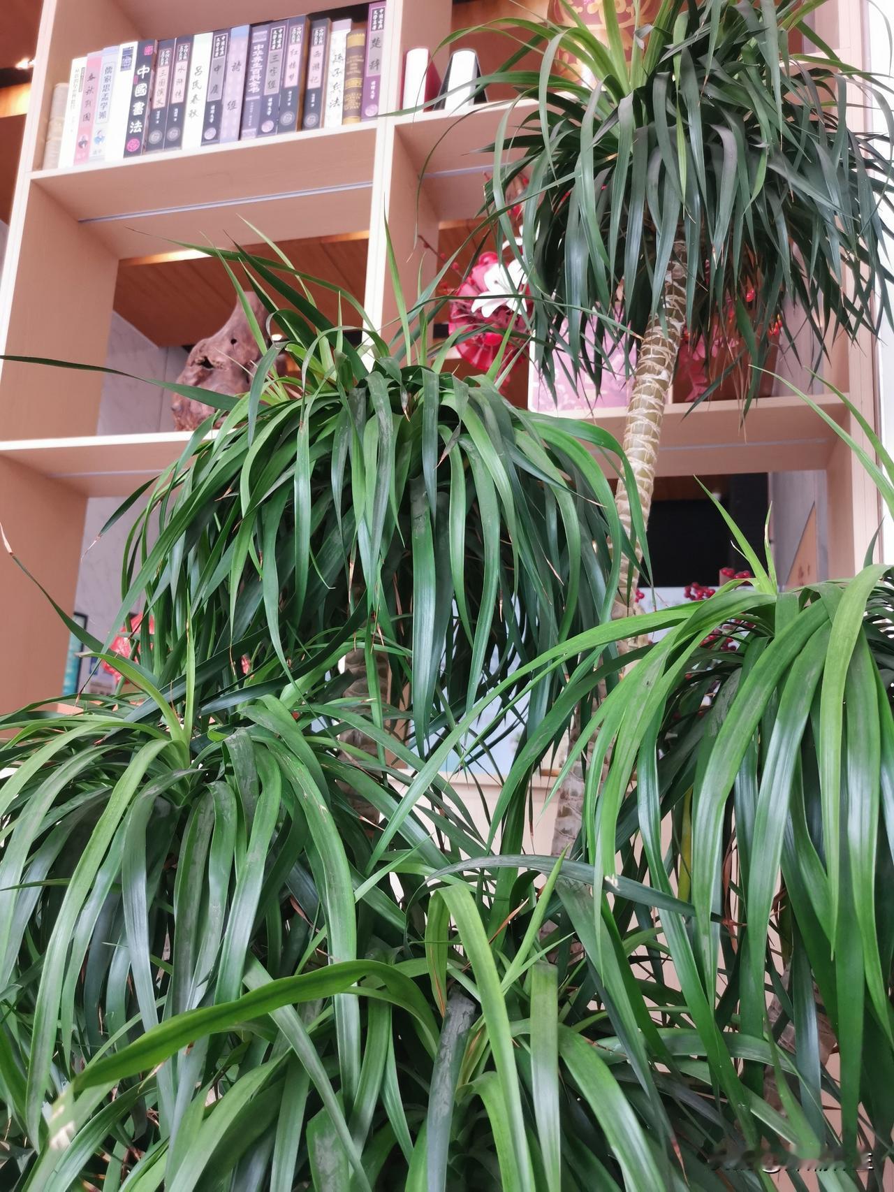 室内养绿植真的太妙了，能让家瞬间充满自然气息。我超推荐黑金刚橡皮树，它叶子又大又