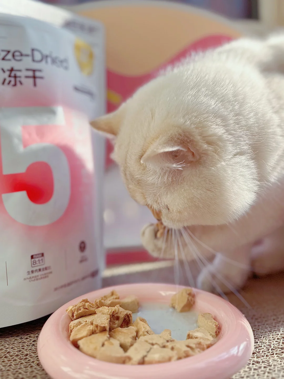 海绵大肉饼开启猫猫美食新体验
