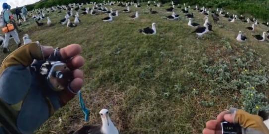【在美国中途岛的世界最大信天翁栖息地清点鸟巢数量】每年大约招募十名志愿者参与这项