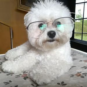 布丁看世界
