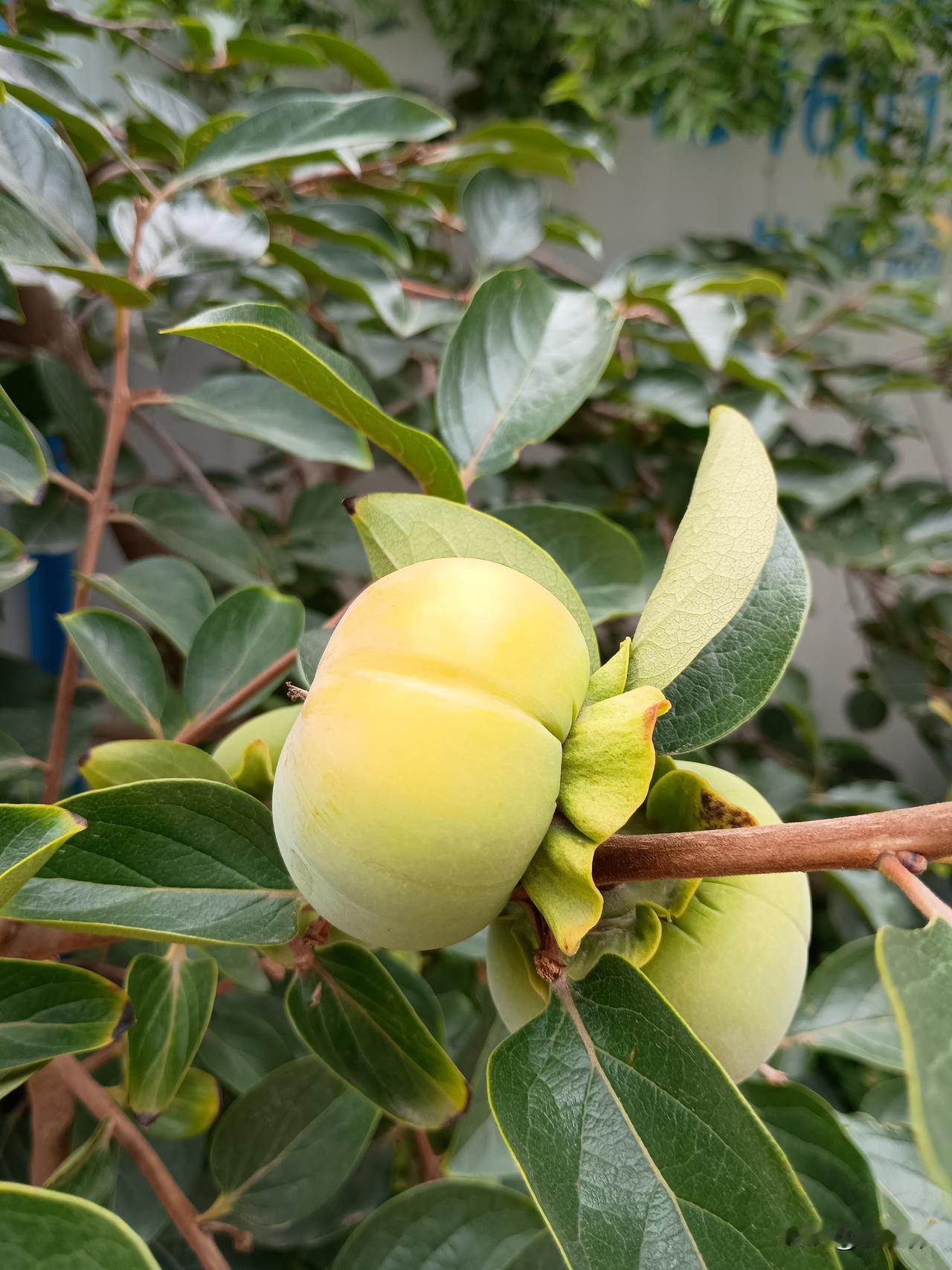 求下联
夏雨纷纷草木旺
秋风袅袅云霞兴
——黄昏时刻忽然风起云涌飞沙走石，接下来