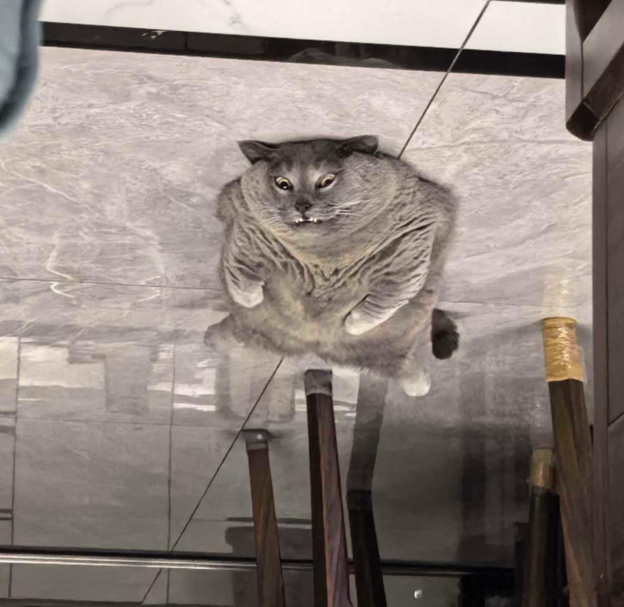 49593【丑猫】扁 