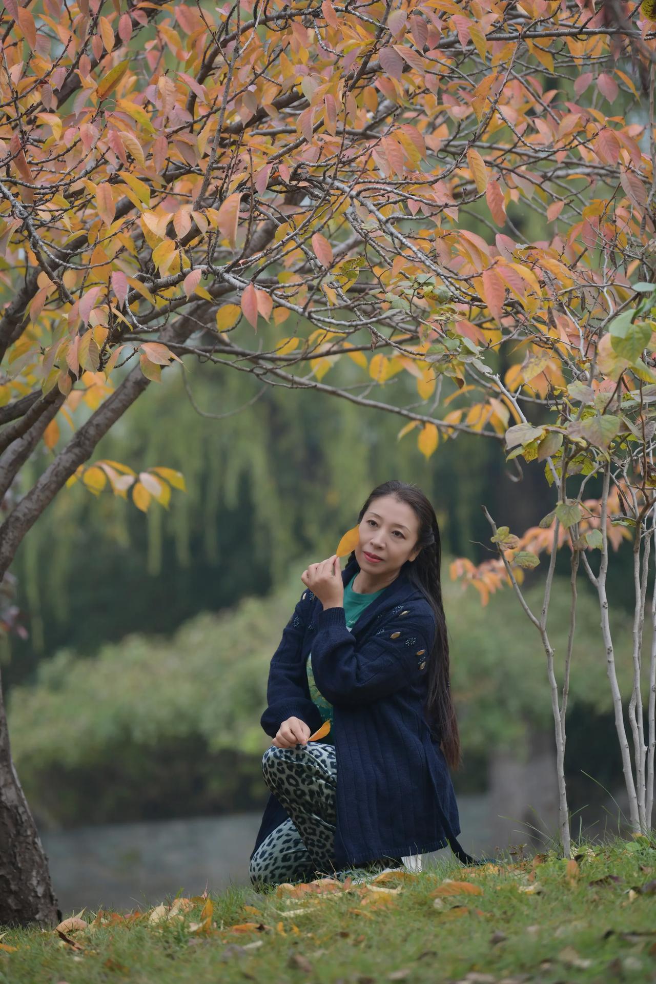 #可以分享一张秋景树叶的的照片吗# 初冬时节，金黄色的景象，拍摄于赵苑公园！#观
