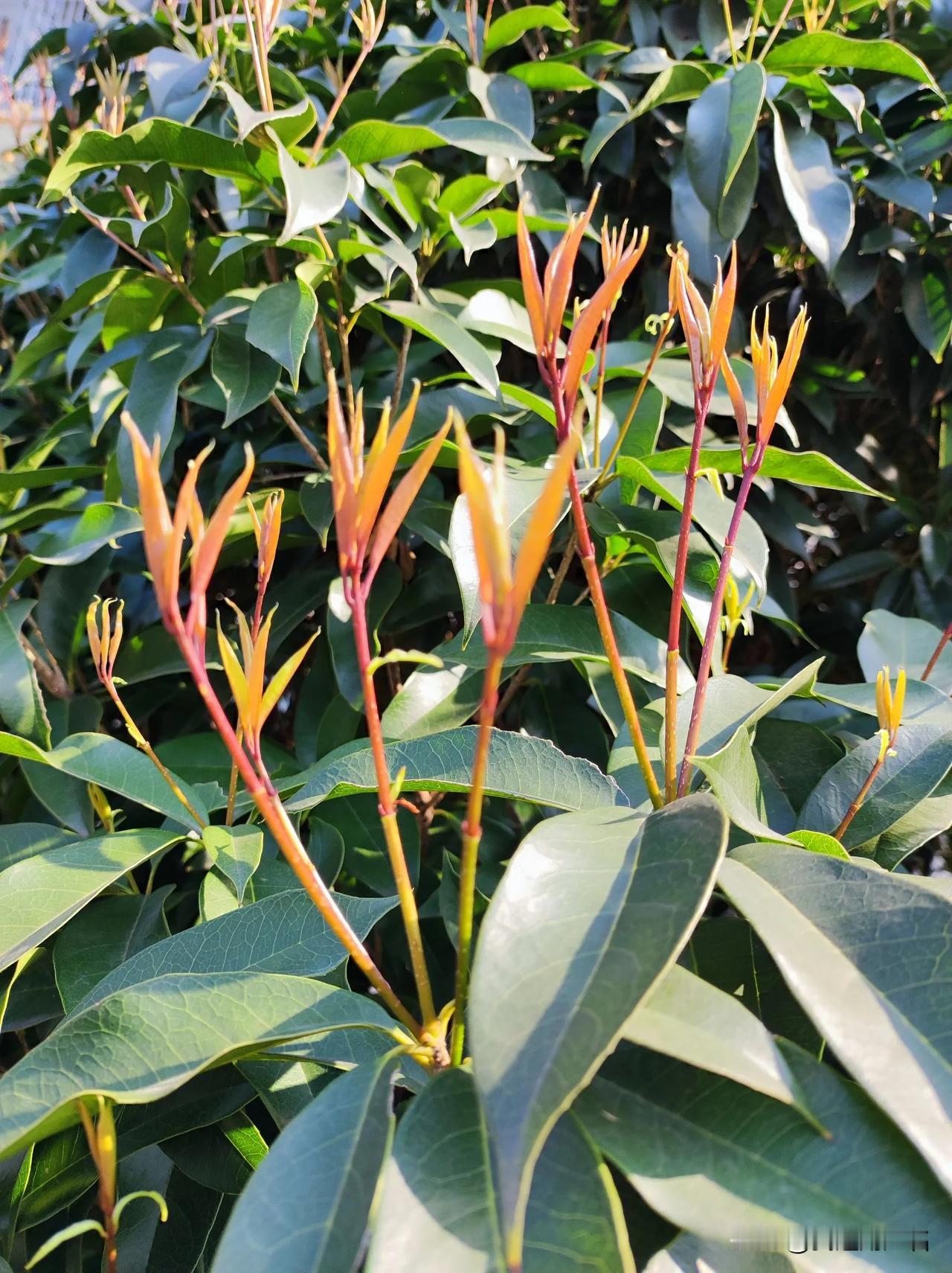 芽芽长了，春天来了。