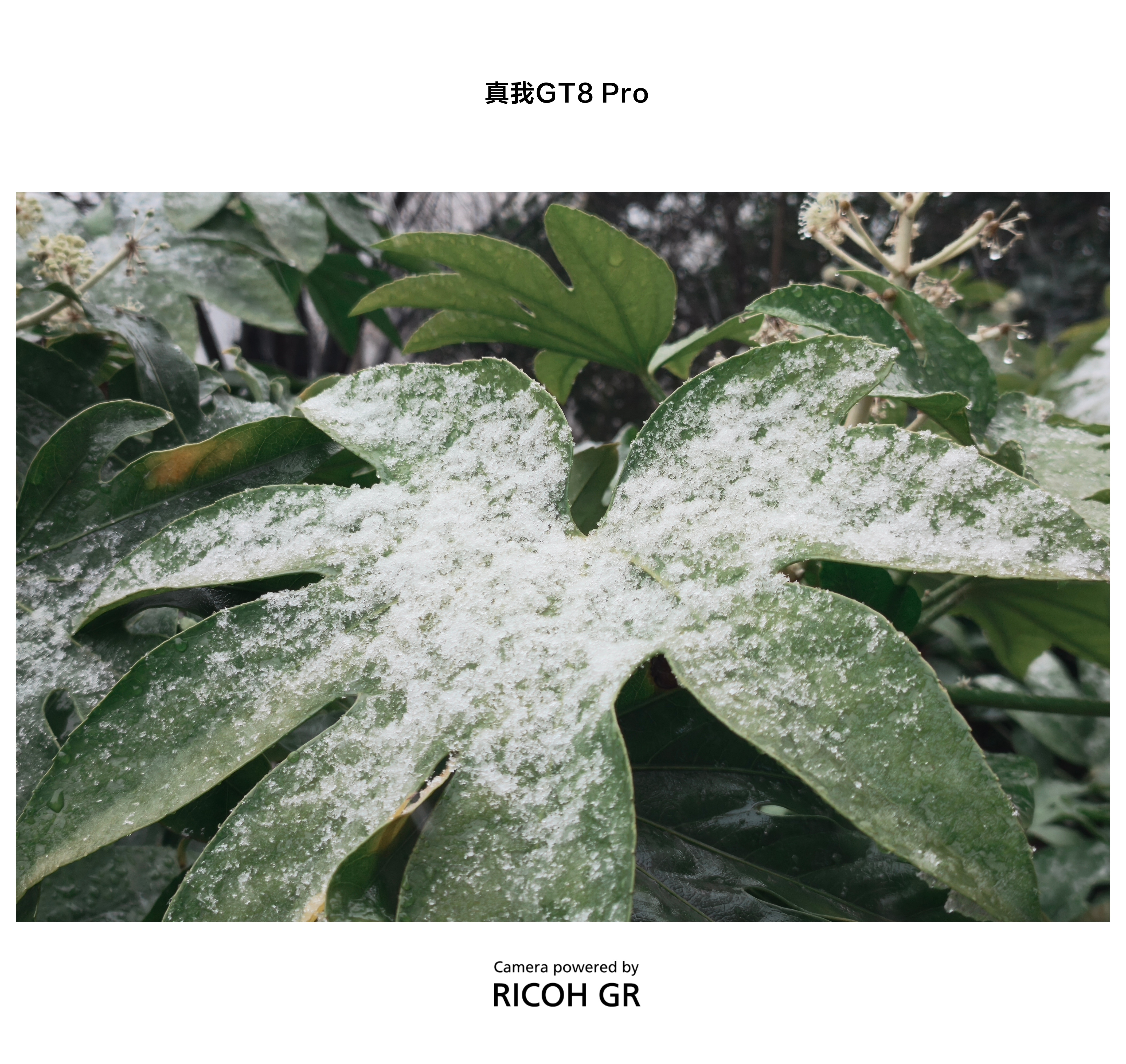 西安用一场雪告别2025 没想到2025年最后一天西安下雪了，要是这雪下到晚上，