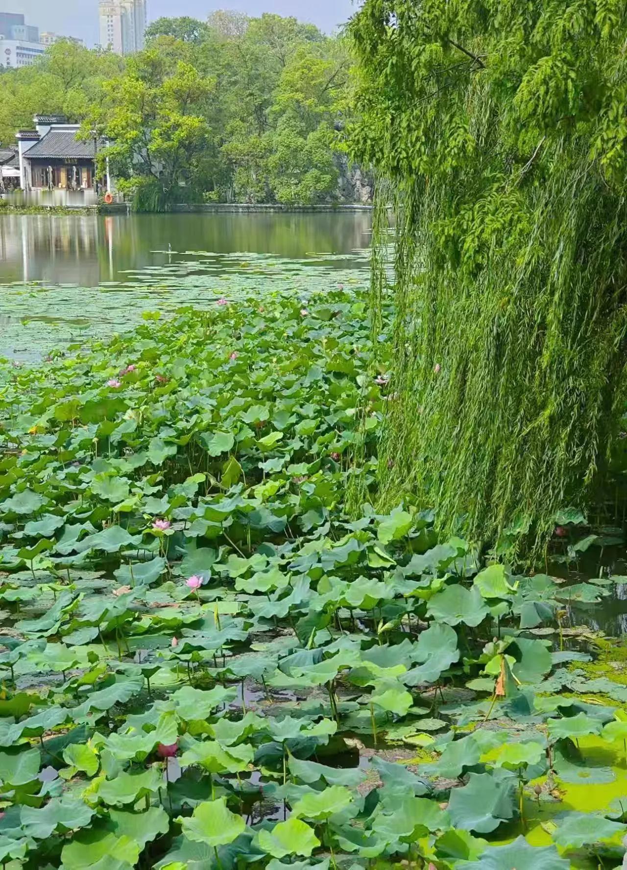 七月，浅夏安然，静守清凉(散文)

七月，没有最热的温度，只有最暖的初心。任何时