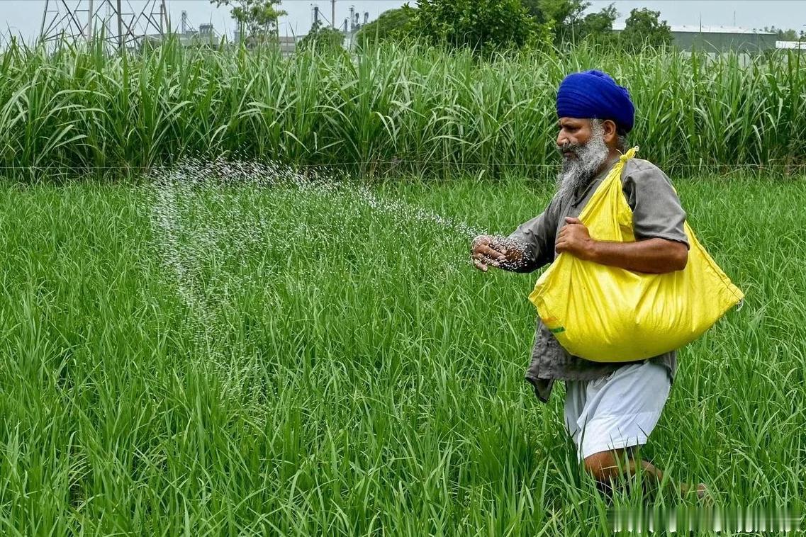 印度缺尿素？先把"尿性"治好了再来谈！

春耕火烧眉毛，印度又跑来要尿素了。

