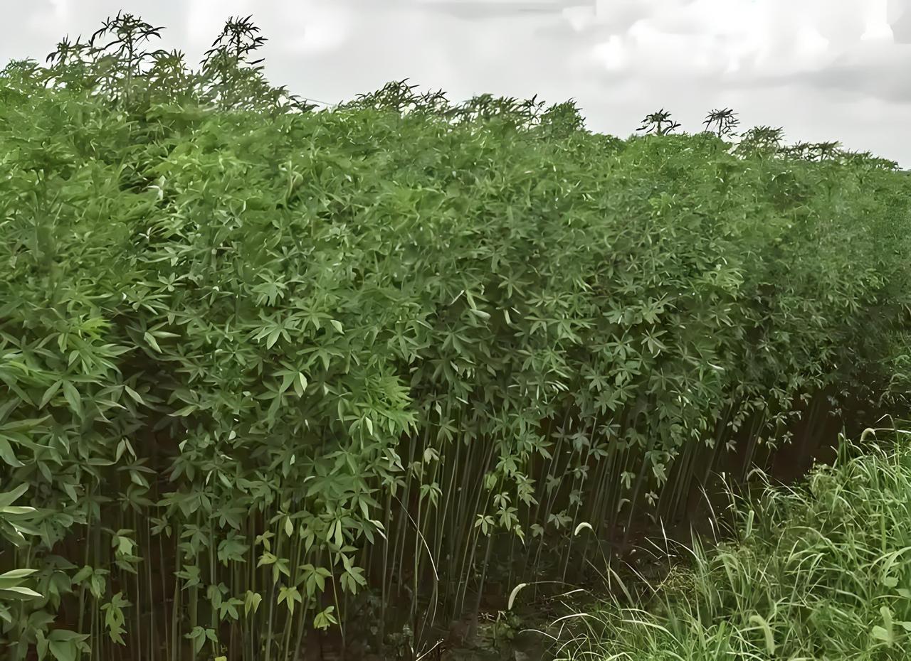 遇见小面的老板并非坏人，无论他们用的是预制菜，还是其他食材，只要顾客喜欢，生意自