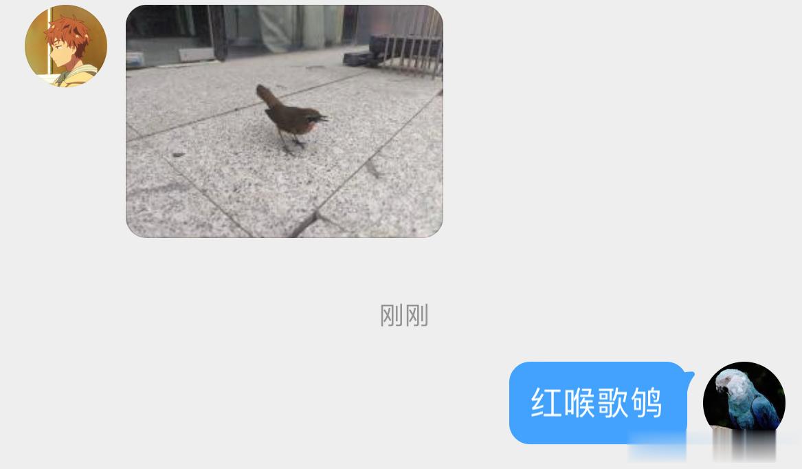 #鸟粉投稿# 撞玻璃的【红喉歌鸲qú】（二级保护鸟类脑瓜子嗡嗡的，休息会应该可以