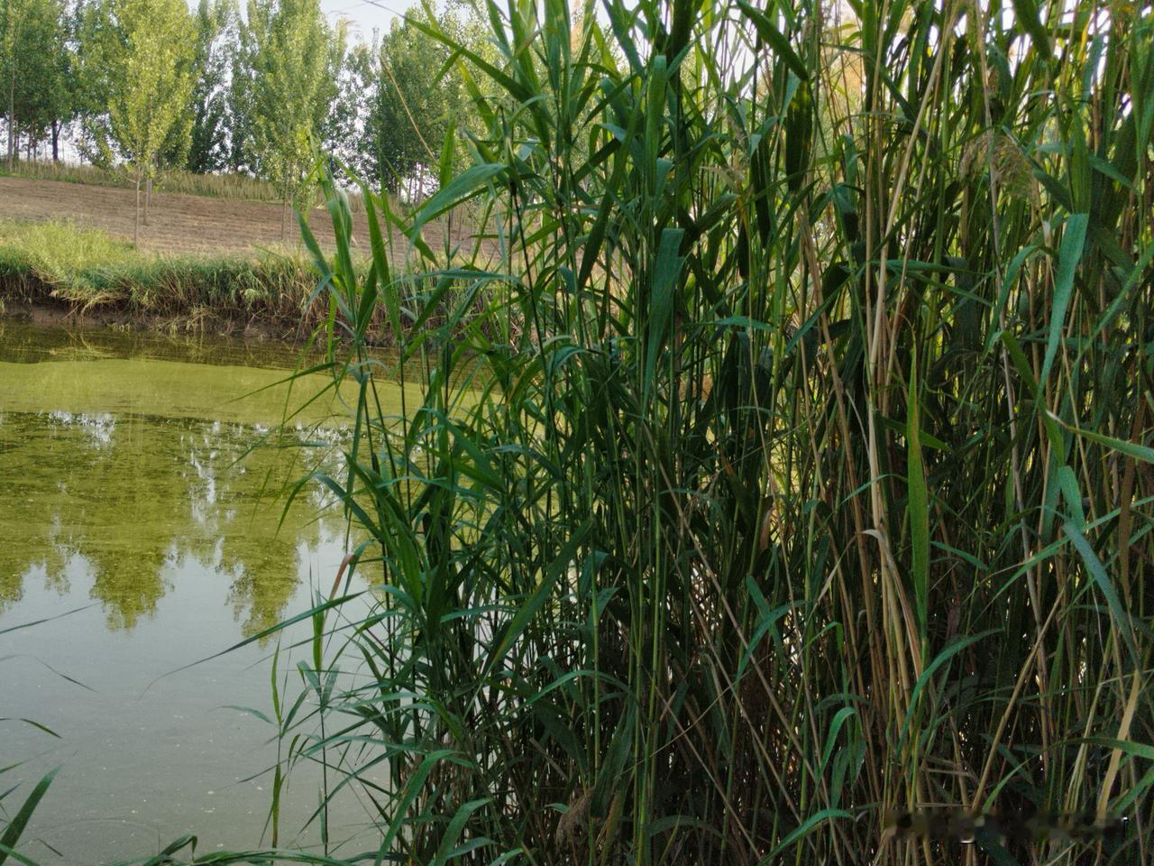 小时候总觉得日子过得慢，盼着快点长大，以为人生有大把时光可以挥霍。
一转眼，半生