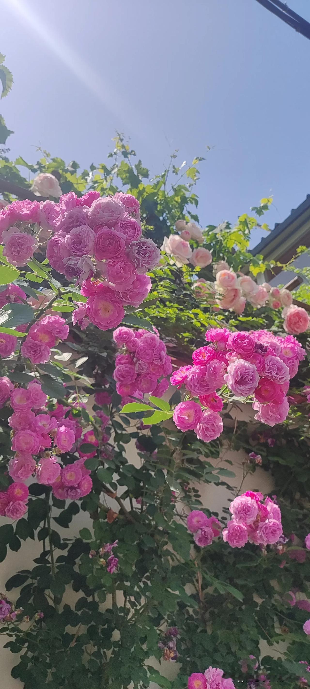 这是一篇写给单身男青年的微头条。当然，女的也可以看一下。大家可以讨论一下是不是这