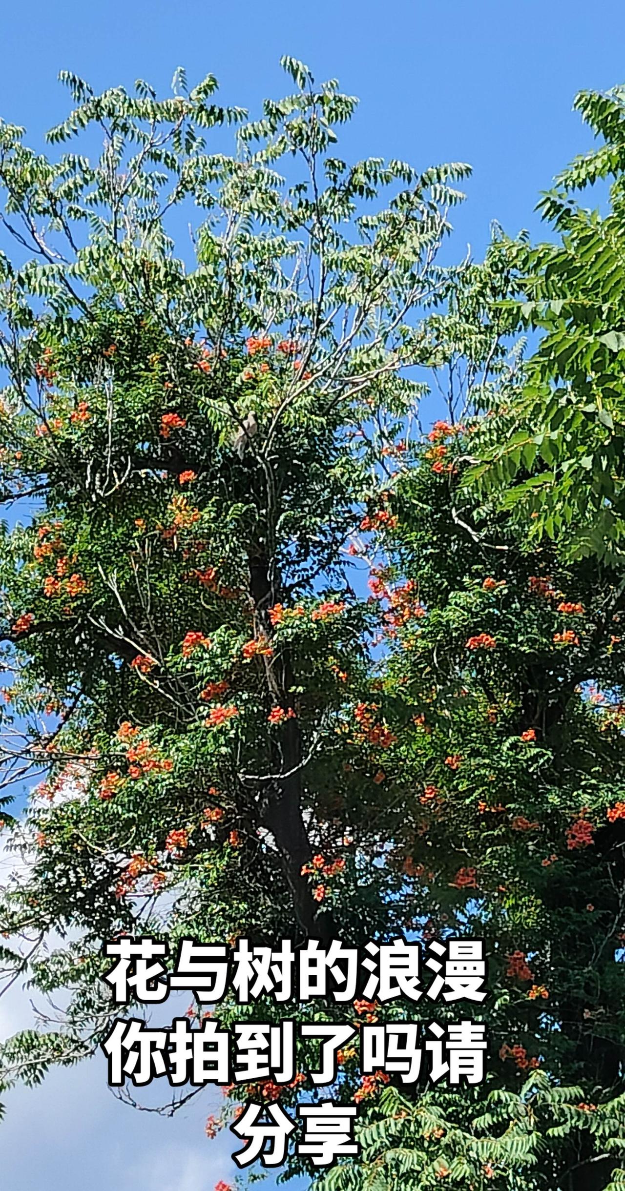 谁懂啊霄凌花的浪漫与奋力