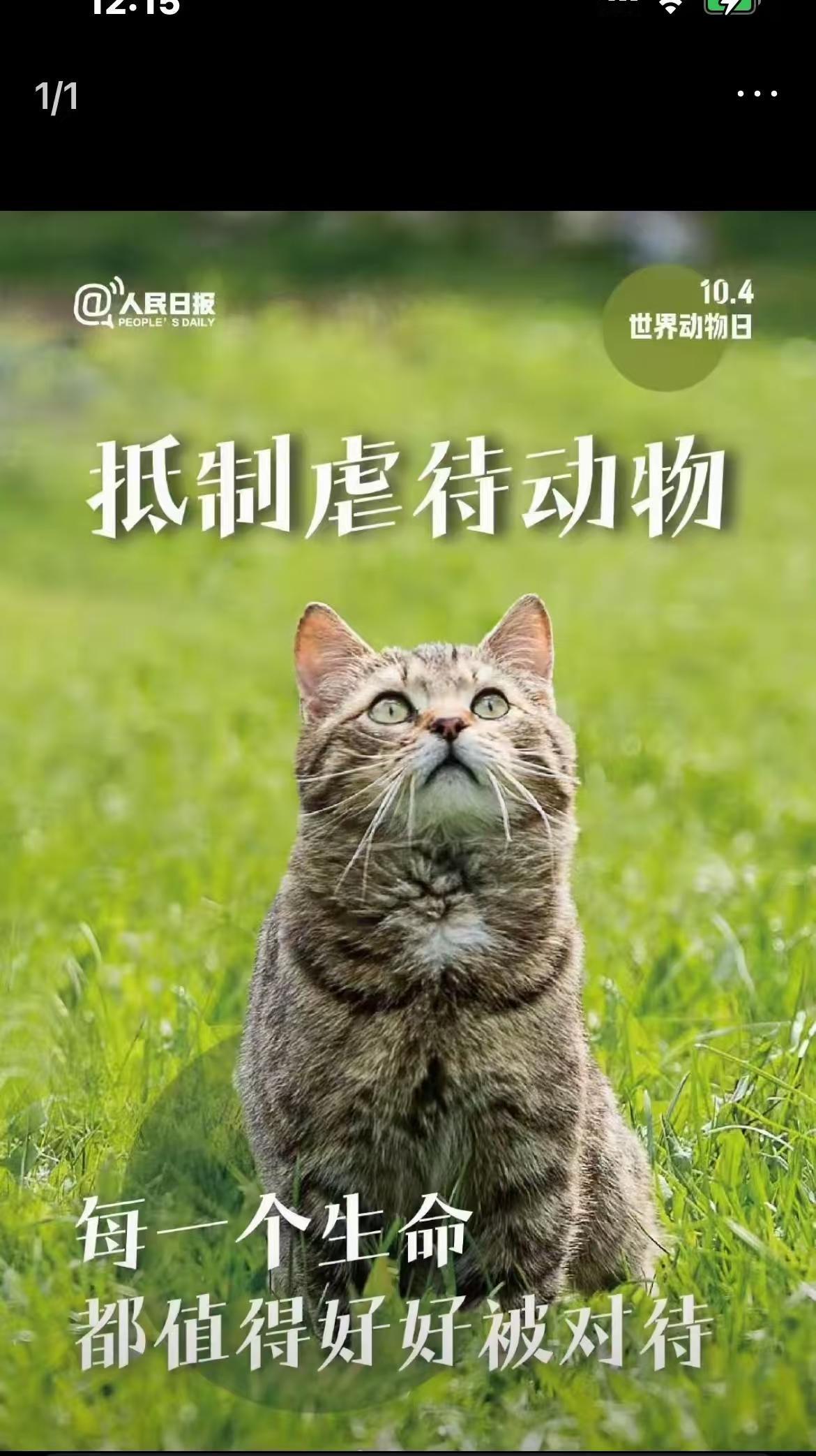 人类啊，请停止虐杀吧！放过这些可怜的流浪猫狗吧，为自己，为儿女积攒福报。

这群