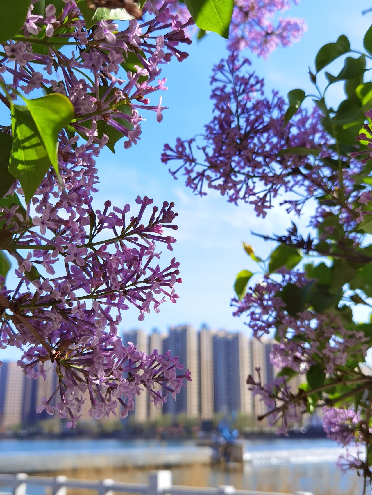 承德武烈河的春花让人看不完 ，看不厌。

武烈河在承德市区蜿蜒流淌十多公里，两岸