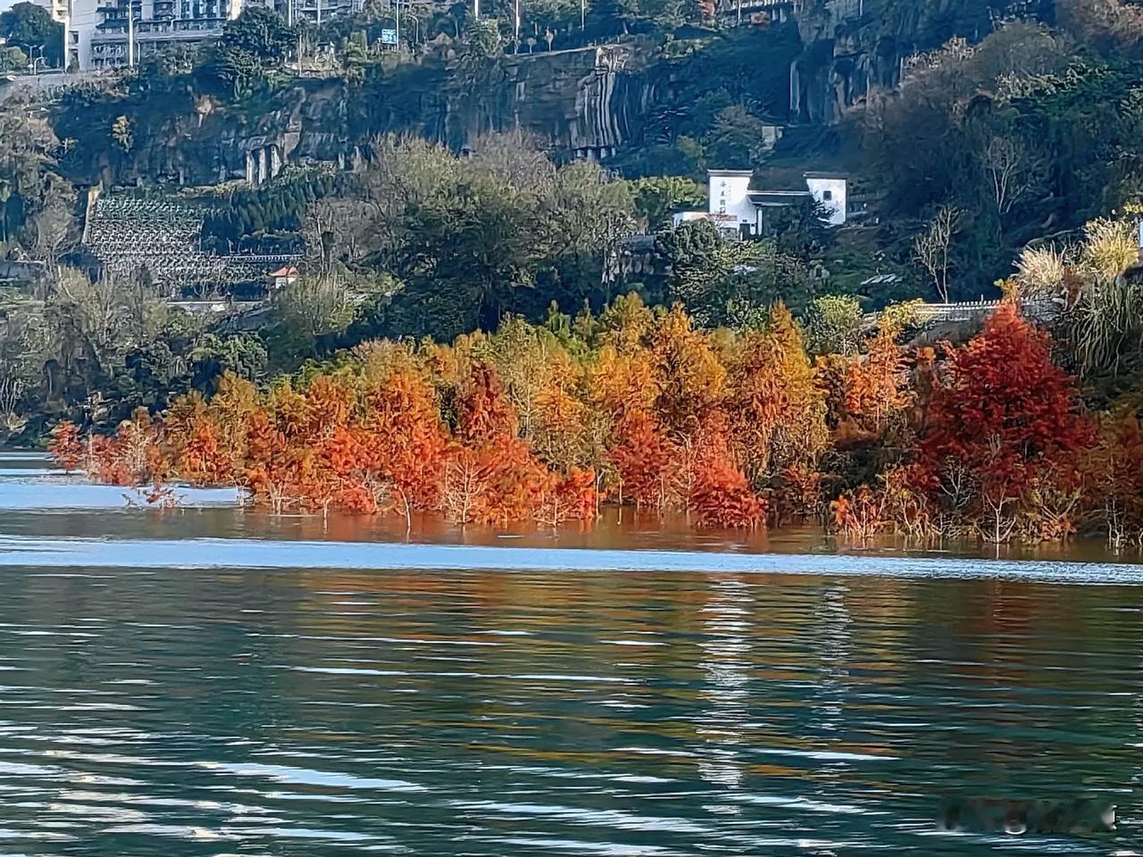 万州区小洱海，位于沱口路江边，一湾碧水，一片片挺立水中的红杉，绿波红影，太美了！