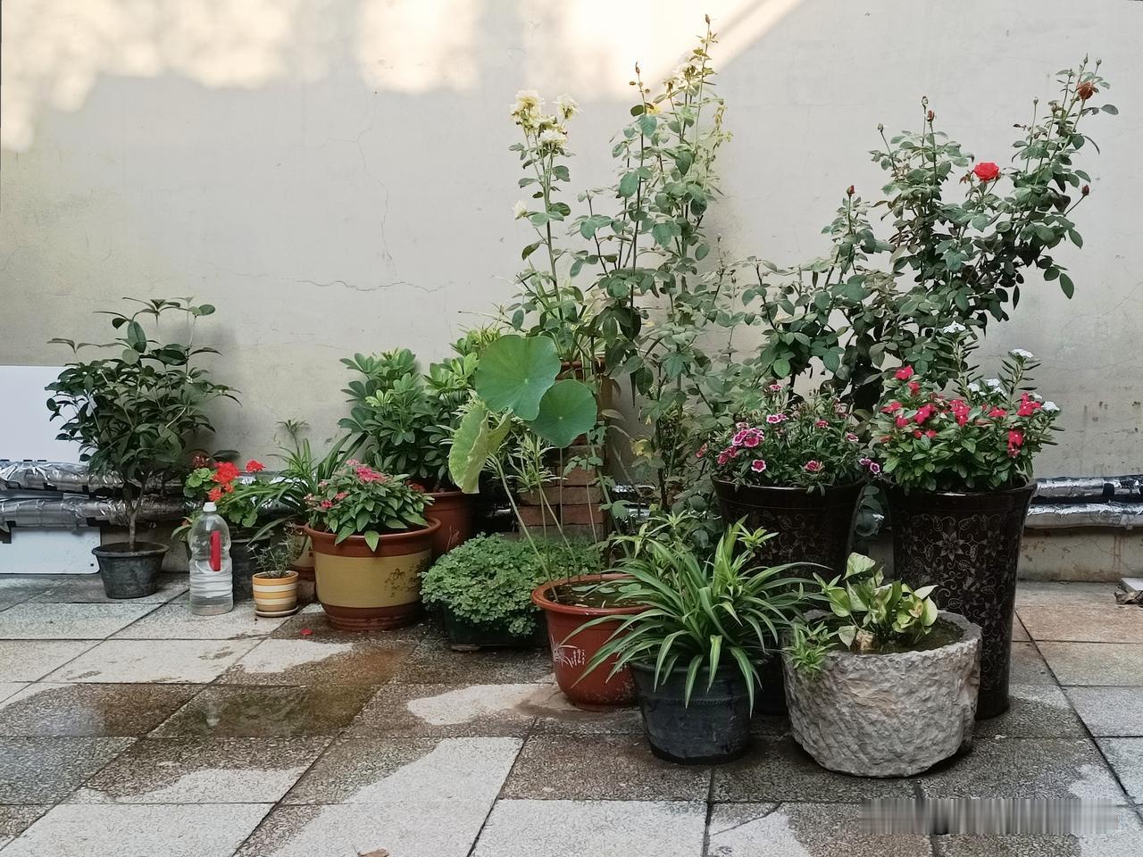 庭院小花园，几多繁盛的花卉与植物
——月季昂首绽放，红蕊灼灼；荷叶亭亭舒展，翠盖