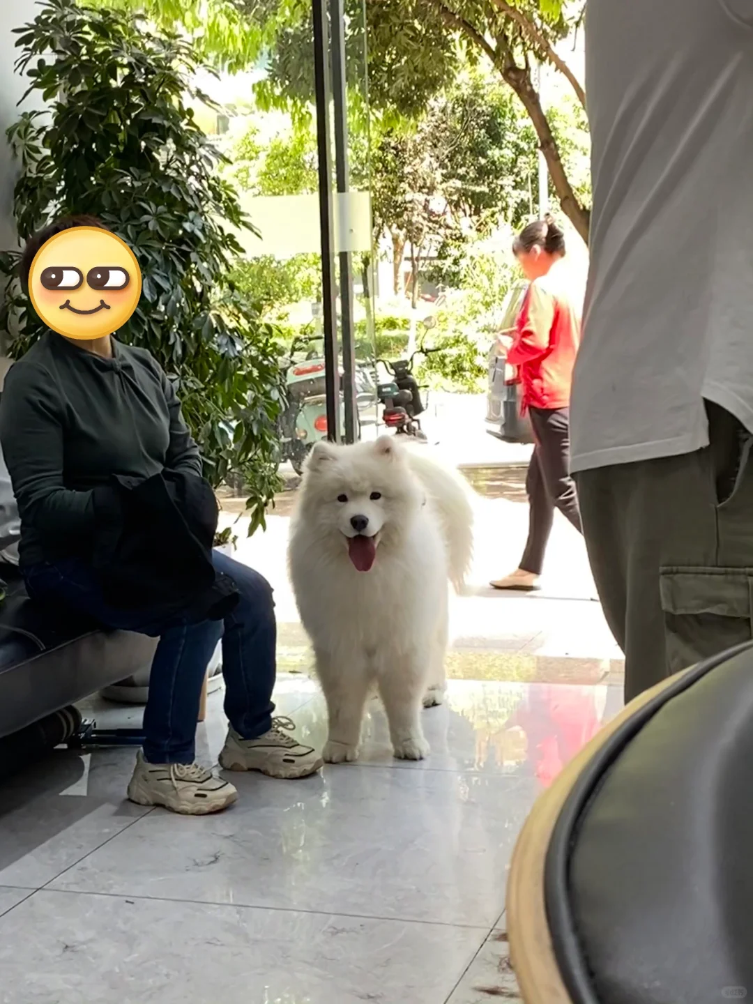 陪染发小狗