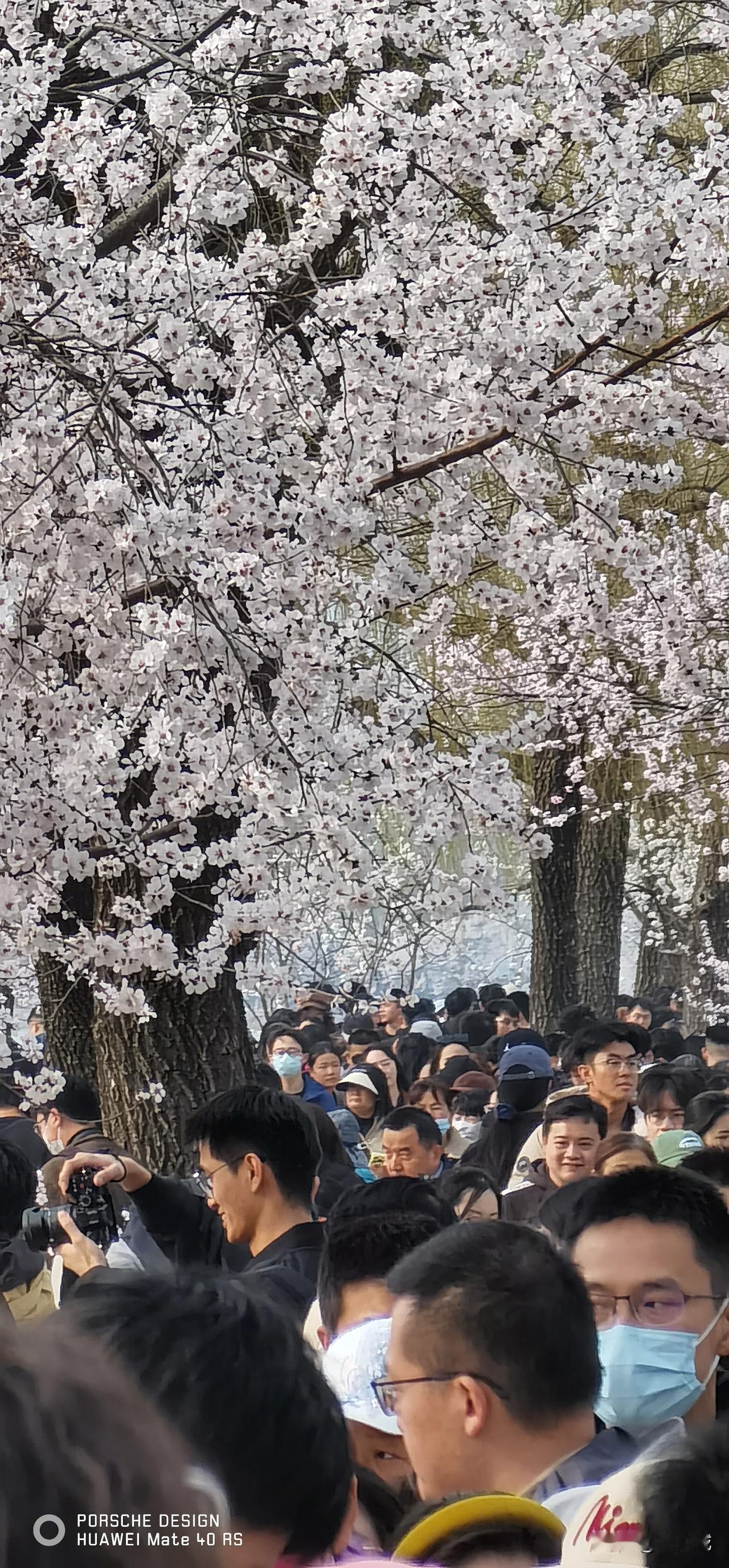 颐和园西堤人比桃花多……