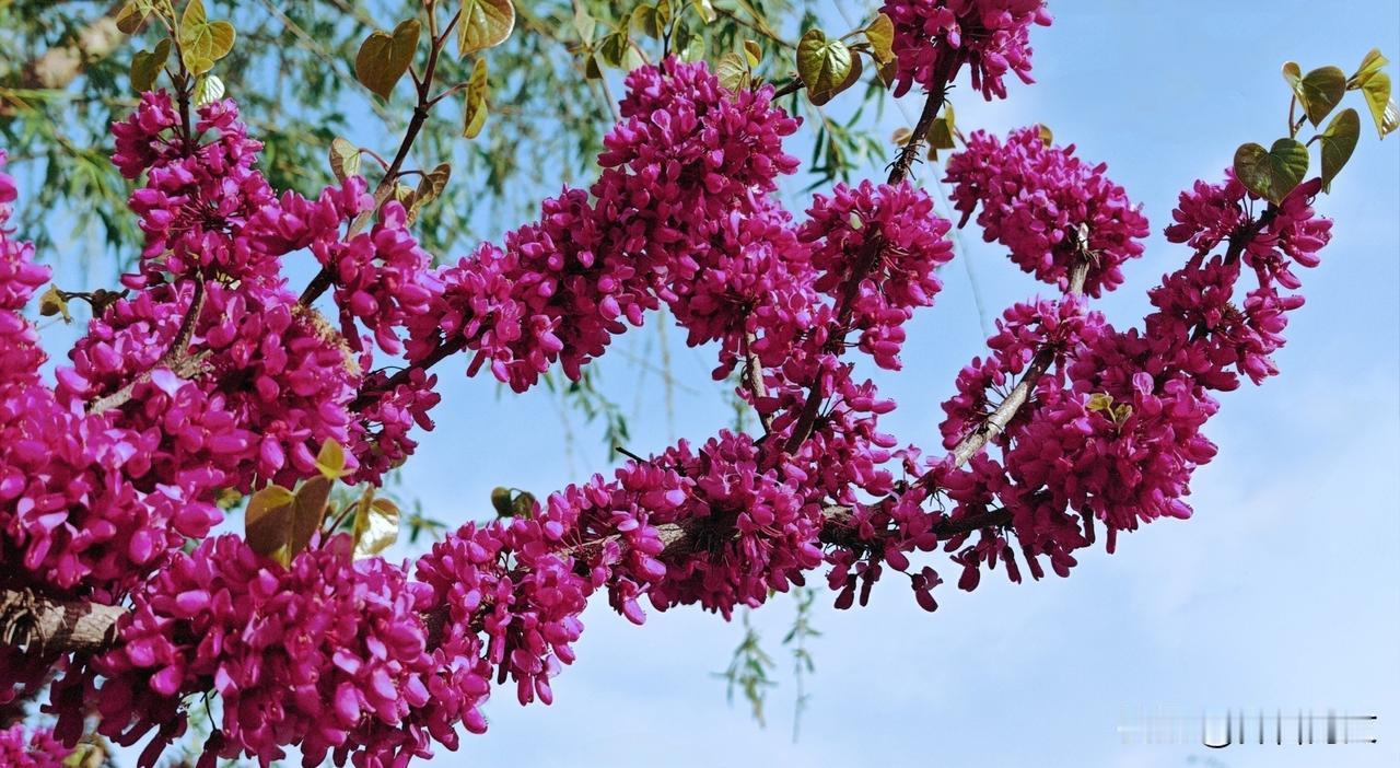 已是春深花似海  
令人独爱紫荆开