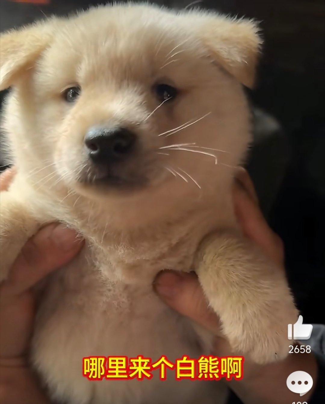 狗妈妈生着生着就没墨了小狗：你没学过生物吗？这属于隐形基因 