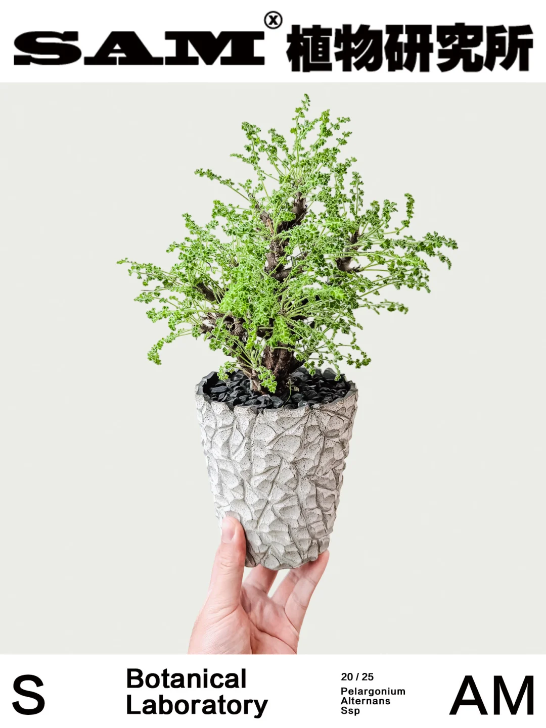 黑珊瑚洋葵｜Pelargonium Alternans Ssp