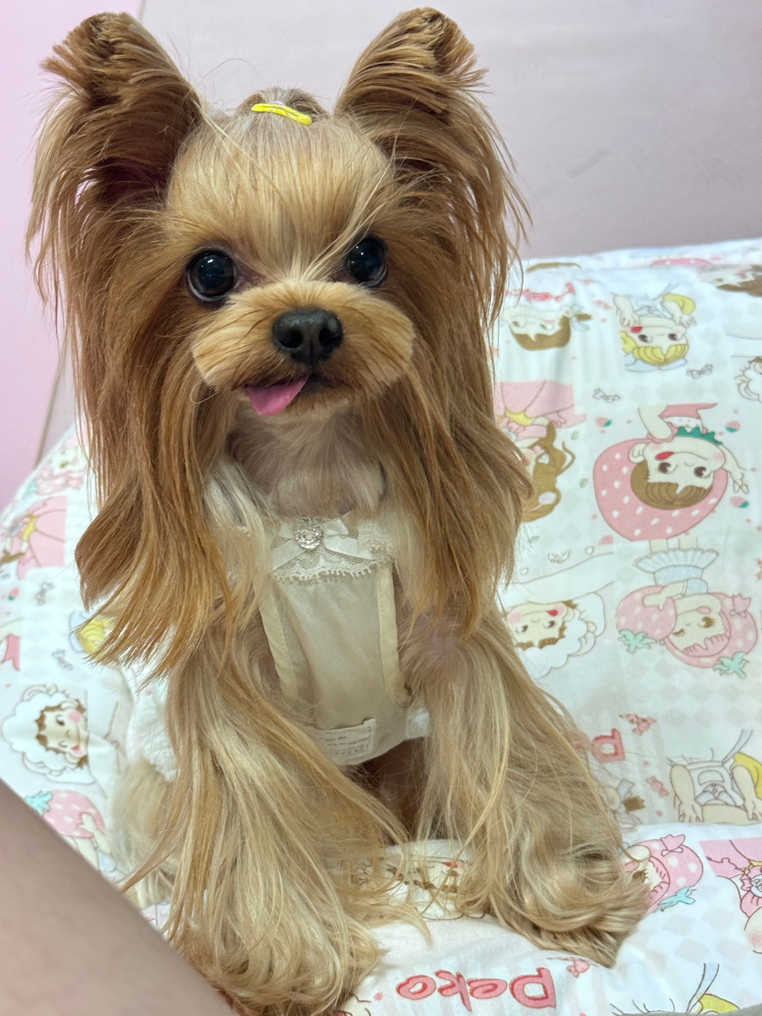 [金牌][銀牌][給你小心心] ​​​