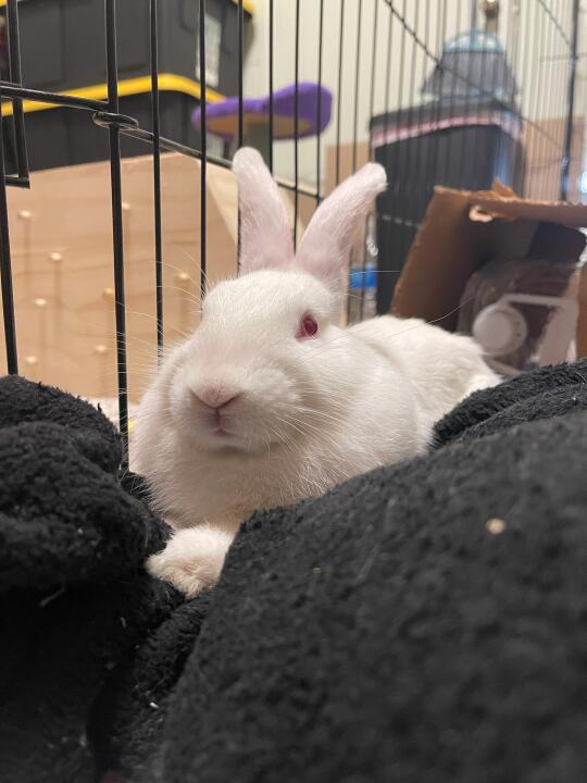 🐰洛杉矶两只可爱的弟弟寻找新家😘