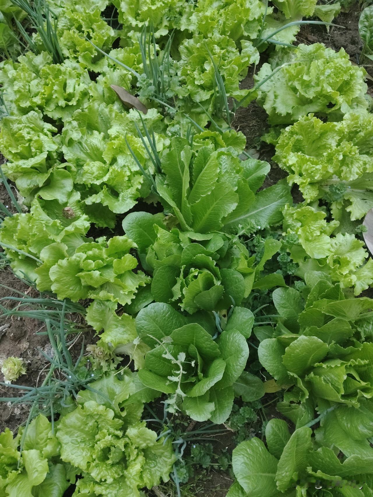 这几天，温度比较适合，家中的小菜园蔬菜疯长，真的是吃不完，吃不完！

我邀请几家