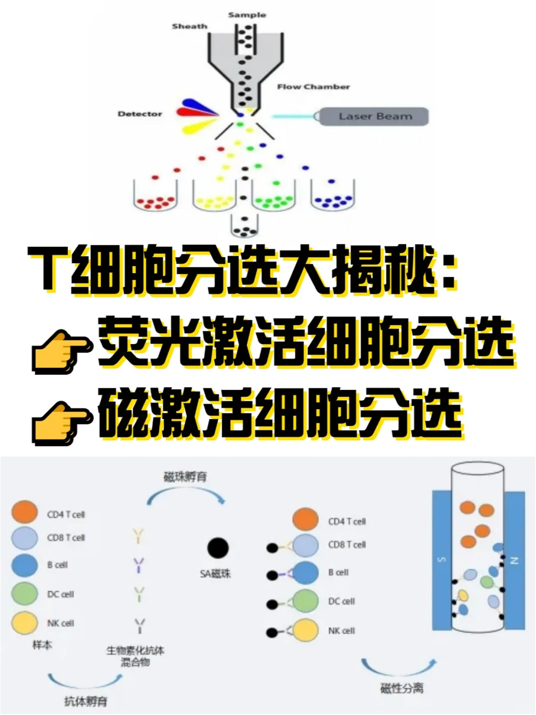 T细胞分选揭秘：荧光激活与磁激活细胞分选