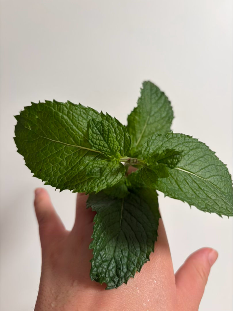 采摘到巨大的薄荷叶今晚莫吉托有啦 