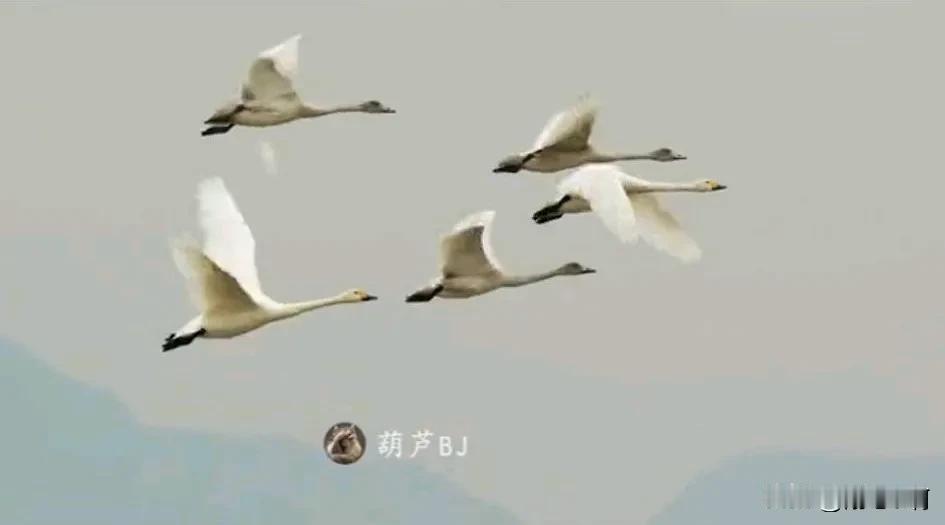 他们才是最幸福的，生三个小孩一点压力没有#幸福的它们#