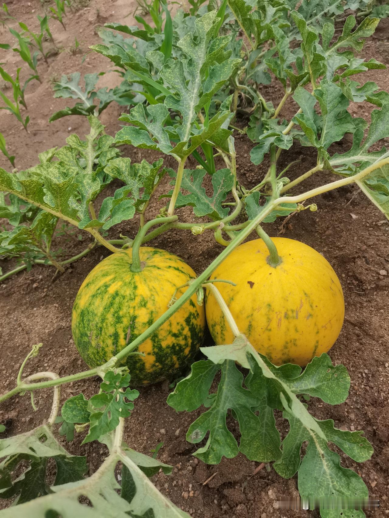 菜园里出来一棵野生西瓜。
没想到还是稀有品种呢。
当时去菜园，看到这棵野生西瓜，